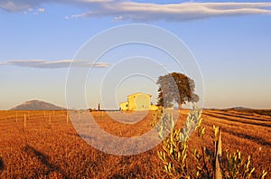 Southern France, Provence, sloping lavender field at sunset