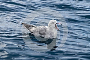 Southern Fulmar in Antarctic Sea. Mouth open. Reflection on water.