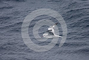 Southern Fulmar, Grijze Stormvogel, Fulmarus glacialoides