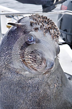 Southern fur seal