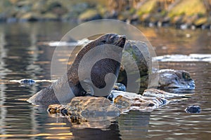 Southern Fur Seal