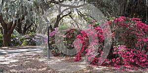 Southern Garden Charleston South Carolina