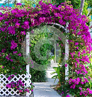 Southern Garden Gate With Bouganvillea