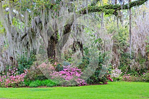 Southern Garden Live Oak Tree Hanging Moss Azaleas photo