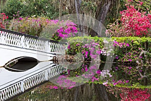 Southern Garden in Spring South Carolina