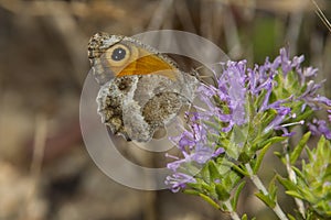 Southern Gatekeeper nectaring on Coris