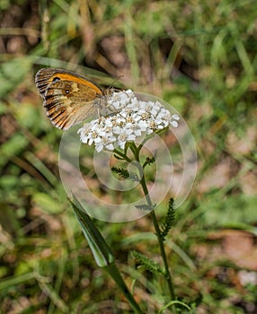 Southern Gatekeeper on Wild Carrot