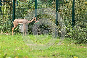 Southern gerenuk