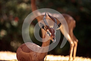 Southern Gerenuk Litocranius walleri