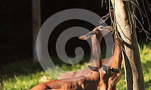 Southern gerenuk, Litocranius walleri