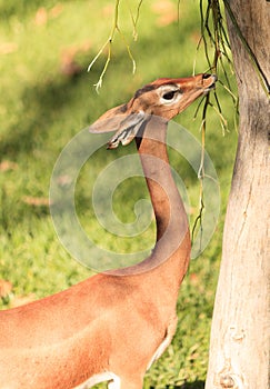 Southern gerenuk, Litocranius walleri