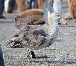 Southern giant petral, South Georgia