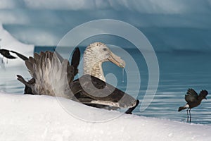 Southern giant petrel eat carrion in Antarctic