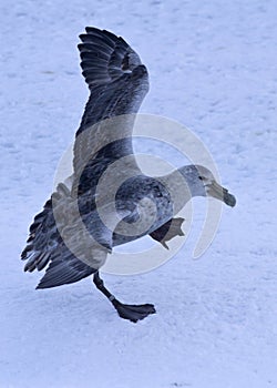 Southern giant petrel during landing on ice