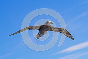 Southern giant petrel soars with wings spread wide.CR2