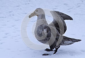 southern giant petrel standing on the ice