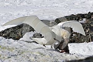 Southern giant petrel white morphs who eats penguin chick