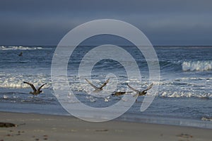Southern Giant Petrels [Macronectes giganteus] in the Falkland Islands