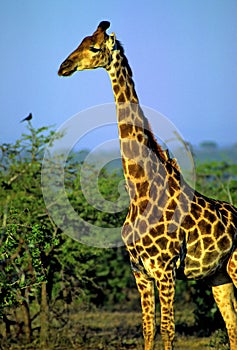 Southern Giraffe  12640