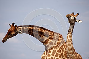 Southern giraffe