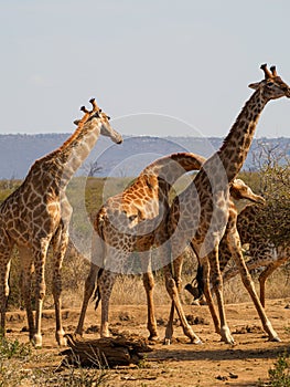 Southern giraffe, Giraffa camelopardalis. Madikwe Game Reserve, South Africa