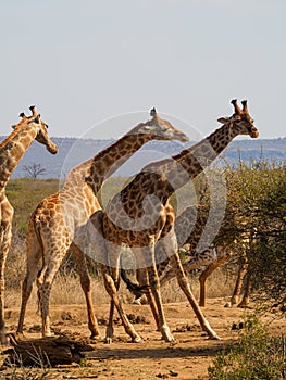 Southern giraffe, Giraffa camelopardalis. Madikwe Game Reserve, South Africa