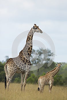 Southern Giraffe (Giraffa camelopardalis) mother and baby in Sou