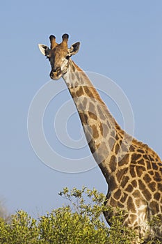 Southern Giraffe, (Giraffa camelopardalis), South Africa