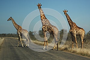 The southern giraffe Giraffa giraffa big three when crossing roads, in National Park with blue sky. Three large giraffes on an