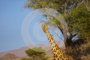 Southern Giraffe in Namibia