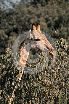 Southern giraffe pokes head over leafy bushes
