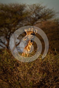 Southern giraffe pokes its head over bush