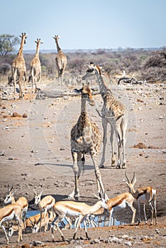 Southern giraffe and springbok congregate at waterhole