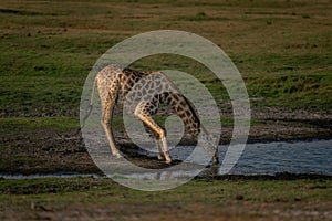 Southern giraffe stands drinking from shallow pool