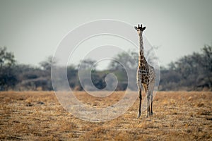 Southern giraffe stands on savannah facing camera