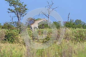 Southern Giraffe Wandering Through the Okavango Delta