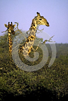 Southern Giraffes Mother and Immature   11315