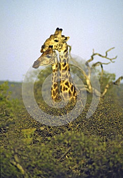 Southern Giraffes Mother and Immature   11318