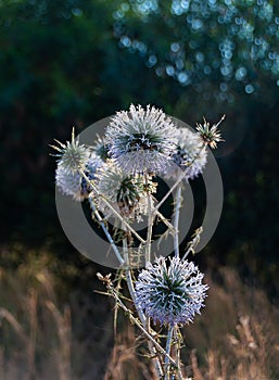 Echinops ritro in bloom