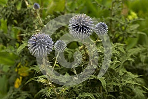 The southern globethistle (Echinops ritro).