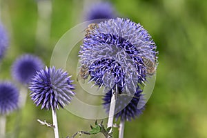 Southern globethistle Echinops ritro Veitchs Blue, close-up of flower with bees