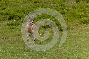 Southern Grant& x27;s Gazelle & x28;Nanger granti& x29; in the Hell& x27;s Gate National Park, Ken