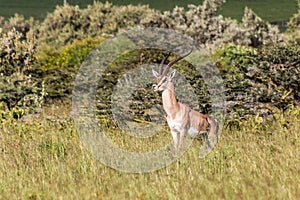 Southern Grant& x27;s Gazelle & x28;Nanger granti& x29; in the Longonot National Park, Ken