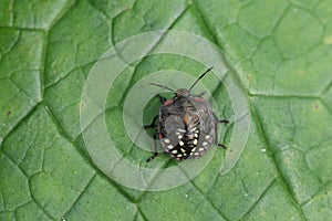 A Southern Green Shield bug nymph or Nezara viridula, resting on a leaf.