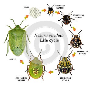 Southern Green Shieldbug, Nezara viridula. Life cycle