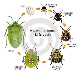 Southern Green Shieldbug, Nezara viridula. Life cycle photo
