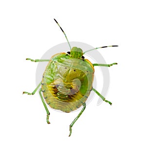 Southern green stink bug