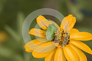 Southern green stink bug photo