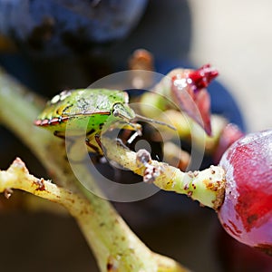Southern green stink bug on grapes