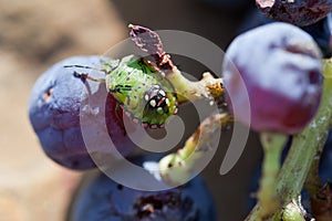 Southern green stink bug on grapes